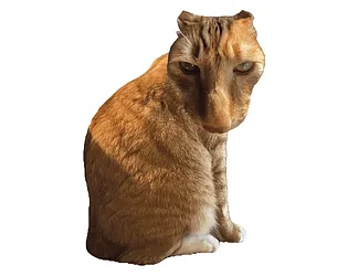 Brush Jjaemu - Free Online Cat Brushing Game